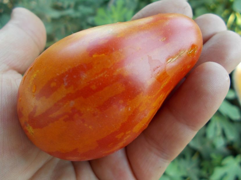  - SEMINTE ROSII - T 298 RAIBAIS KEKARS