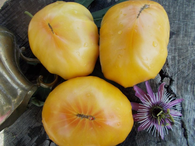  - SEMINTE ROSII - T 311 BURAKER S FAVORITE