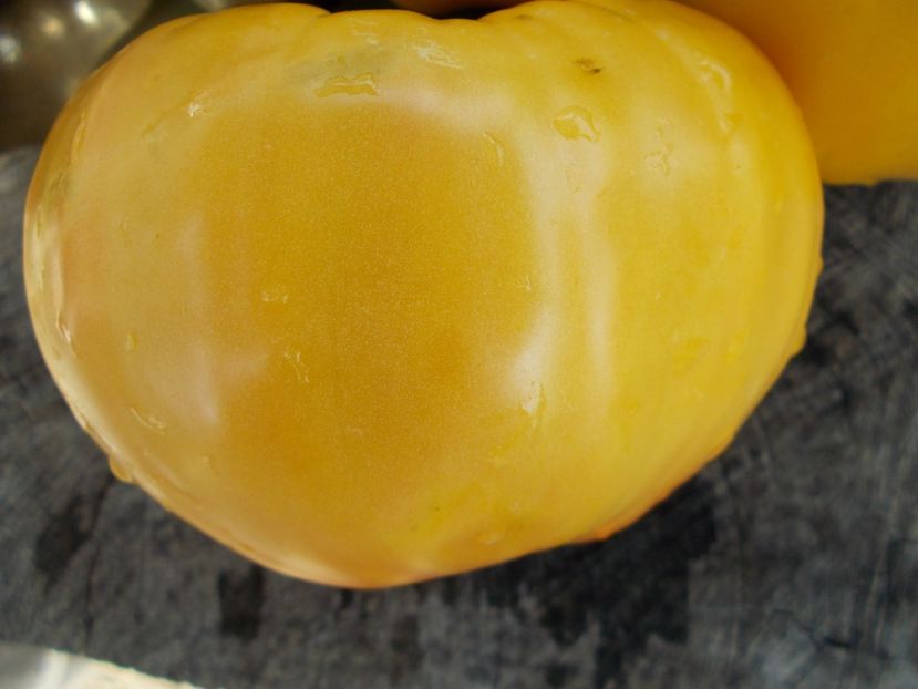  - SEMINTE ROSII - T 311 BURAKER S FAVORITE