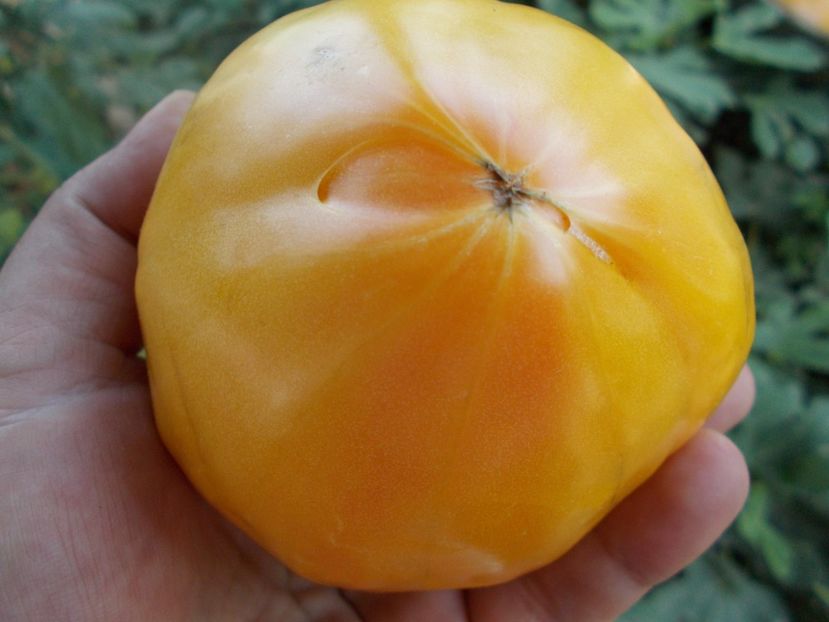  - SEMINTE ROSII - T 311 BURAKER S FAVORITE