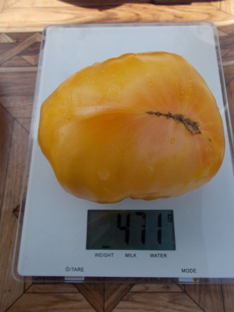  - SEMINTE ROSII - T 311 BURAKER S FAVORITE