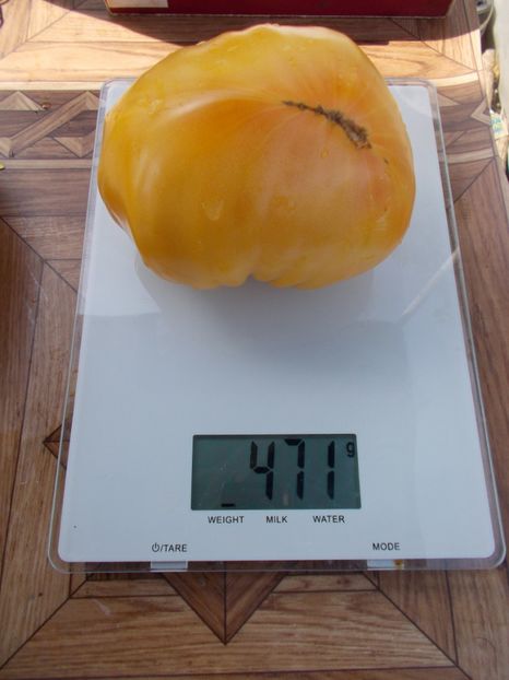  - SEMINTE ROSII - T 311 BURAKER S FAVORITE