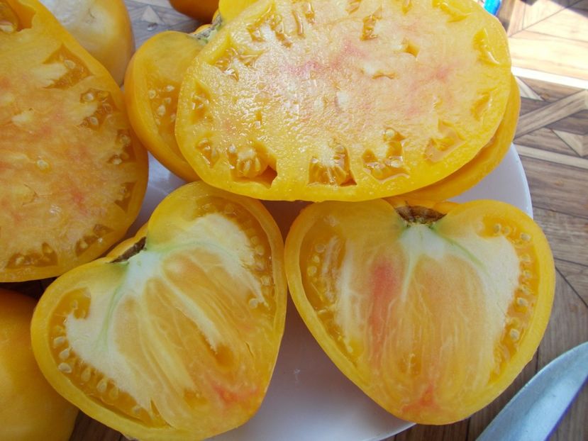  - SEMINTE ROSII - T 311 BURAKER S FAVORITE