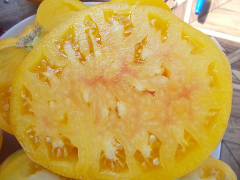  - SEMINTE ROSII - T 311 BURAKER S FAVORITE