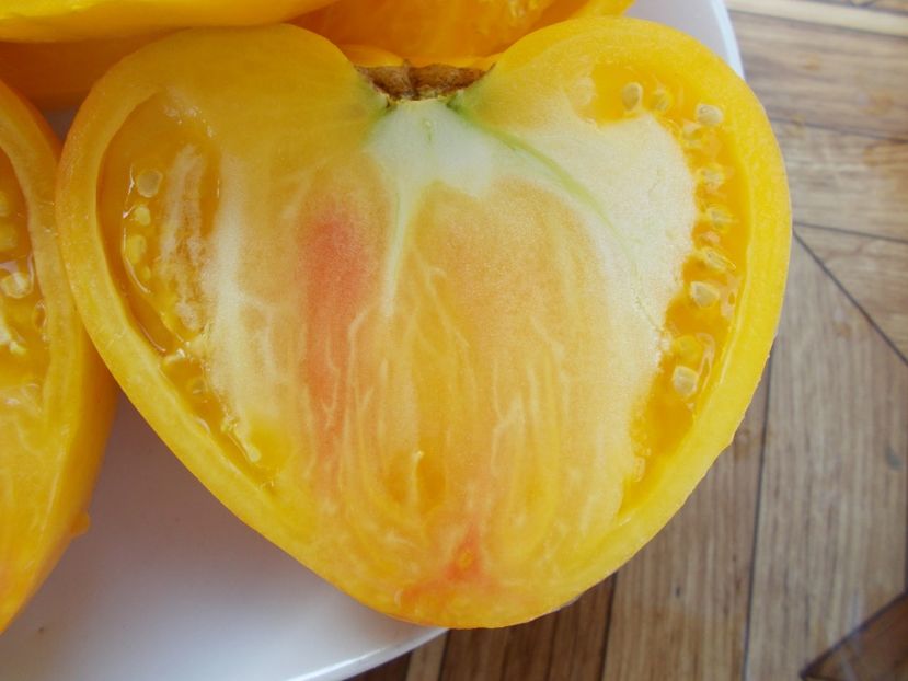  - SEMINTE ROSII - T 311 BURAKER S FAVORITE