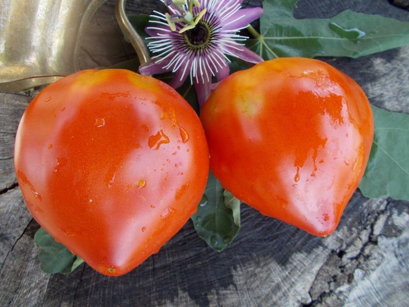  - SEMINTE ROSII - T 446 BELGIUM