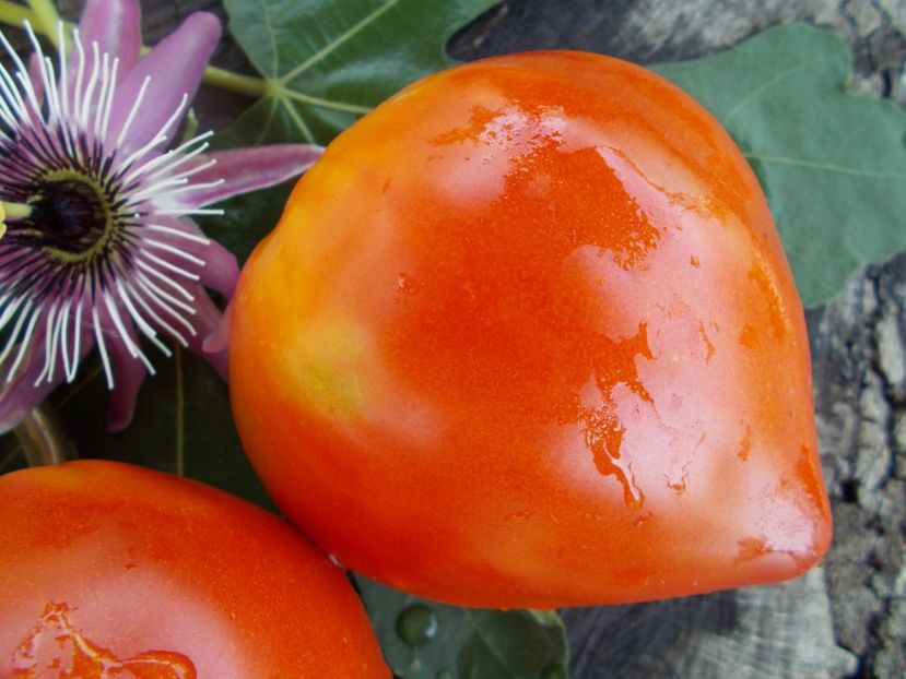  - SEMINTE ROSII - T 446 BELGIUM