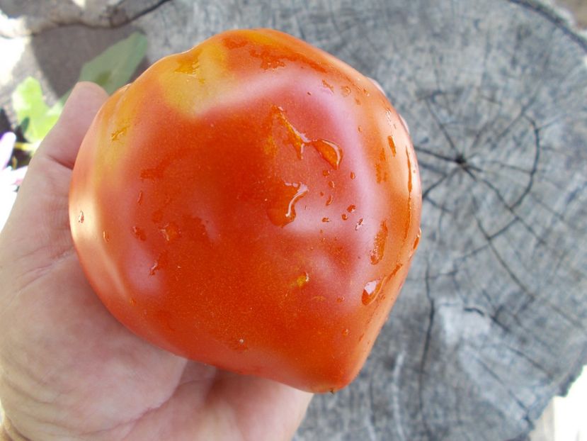  - SEMINTE ROSII - T 446 BELGIUM