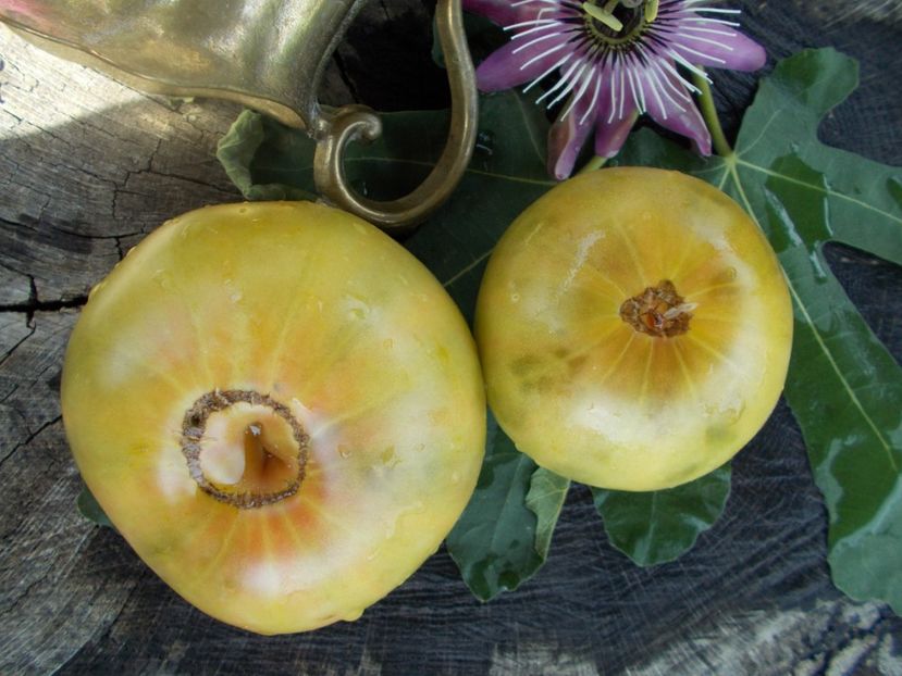  - SEMINTE ROSII - T 445 CHARLIE ST GREEN