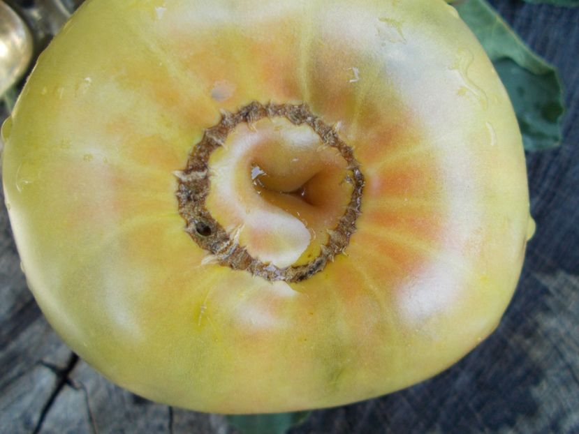  - SEMINTE ROSII - T 445 CHARLIE ST GREEN