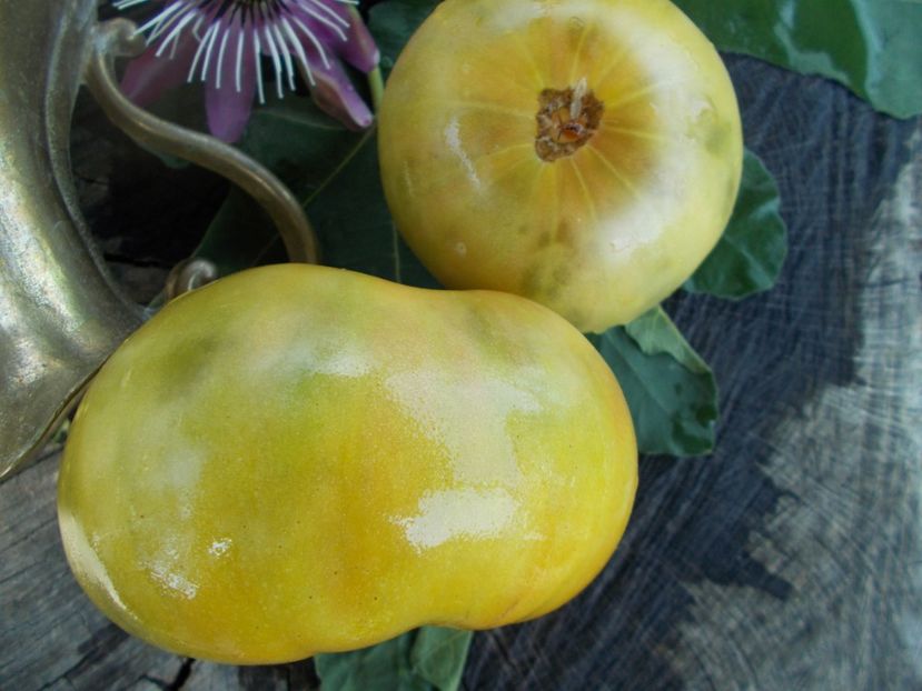  - SEMINTE ROSII - T 445 CHARLIE ST GREEN