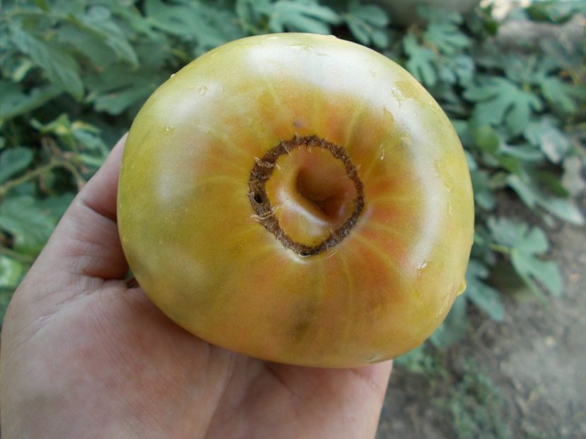  - SEMINTE ROSII - T 445 CHARLIE ST GREEN