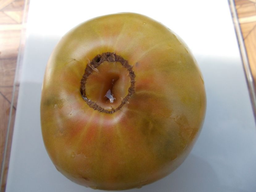  - SEMINTE ROSII - T 445 CHARLIE ST GREEN