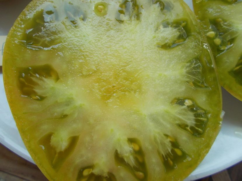  - SEMINTE ROSII - T 445 CHARLIE ST GREEN