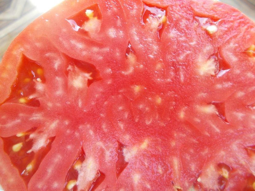  - SEMINTE ROSII - T 427 BELLE ROUSSE