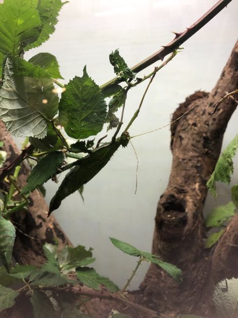 15 aug. Butterfly Garden - CANADA august 2019
