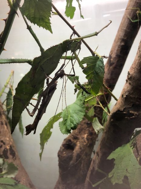 15 aug. Butterfly Garden - CANADA august 2019