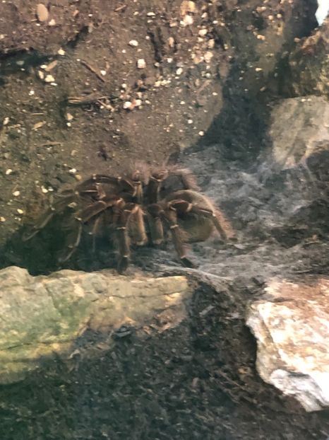 15 aug. Butterfly Garden - CANADA august 2019