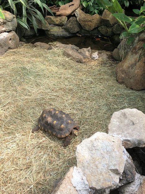15 aug. Butterfly Garden - CANADA august 2019