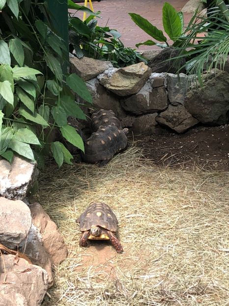 15 aug. Butterfly Garden - CANADA august 2019