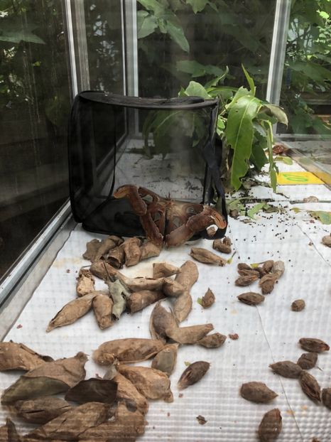 15 aug. Butterfly Garden - CANADA august 2019