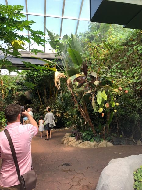 15 aug. Butterfly Garden - CANADA august 2019