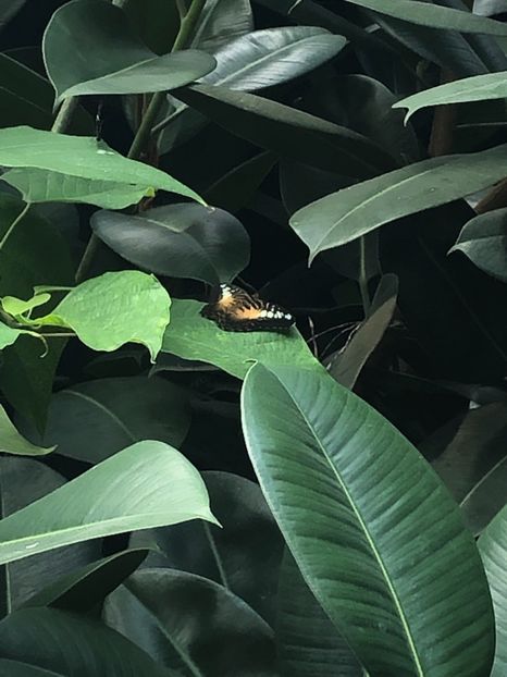 15 aug. Butterfly Garden - CANADA august 2019