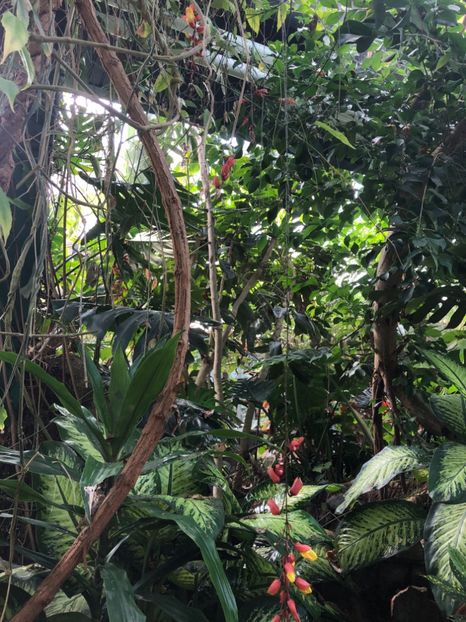 15 aug. Butterfly Garden - CANADA august 2019