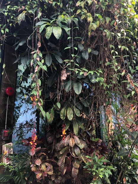 15 aug. Butterfly Garden - CANADA august 2019