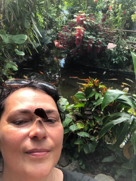 15 aug. Butterfly Garden - CANADA august 2019