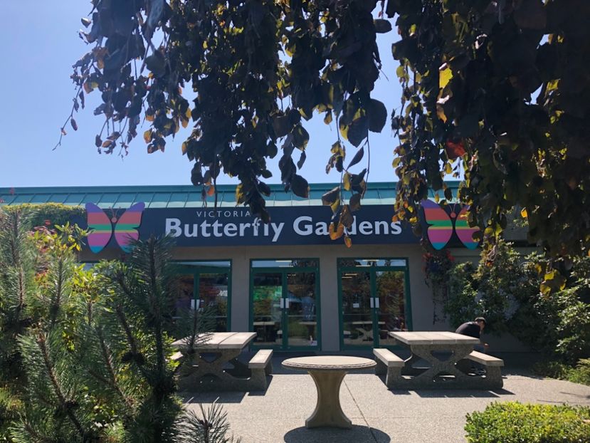 15 aug. Butterfly Garden - CANADA august 2019