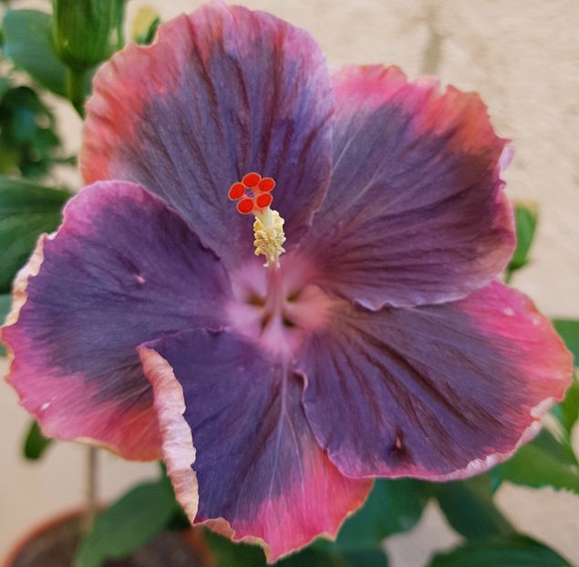  - 1-2 HIBISCUS