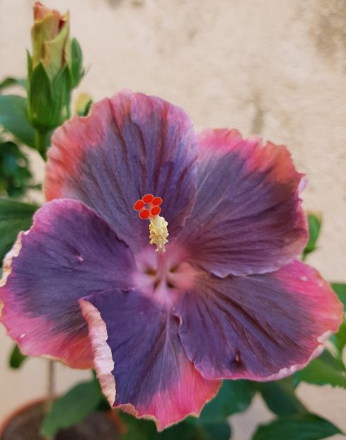  - 1-2 HIBISCUS