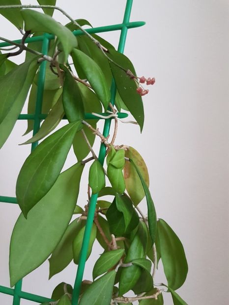  - Camphorifolia pierdută