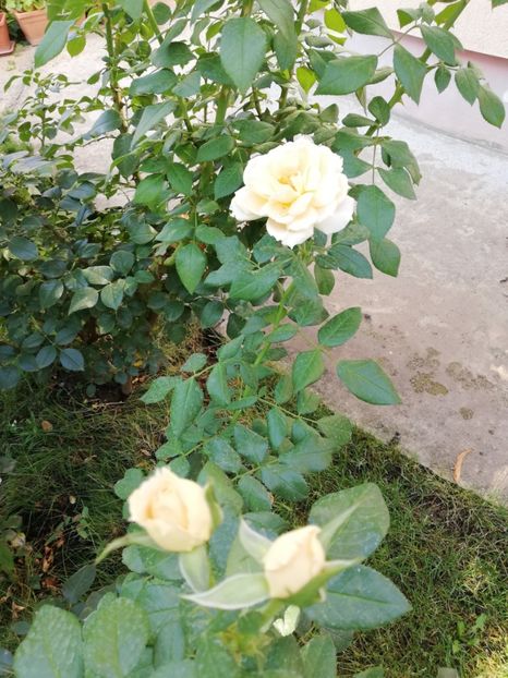  - Uetersener klosterrose- urcator