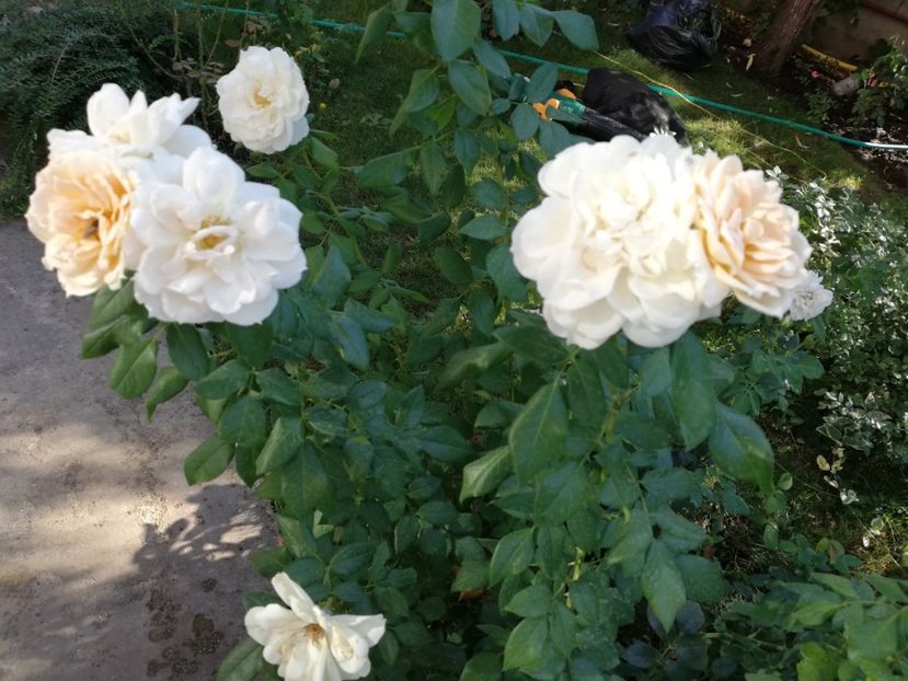 - Uetersener klosterrose- urcator