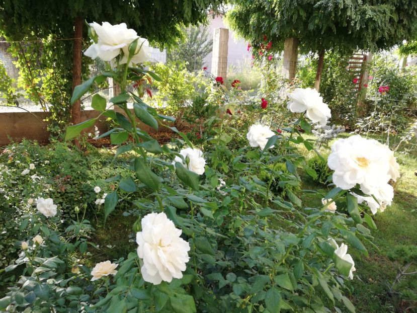  - Uetersener klosterrose- urcator