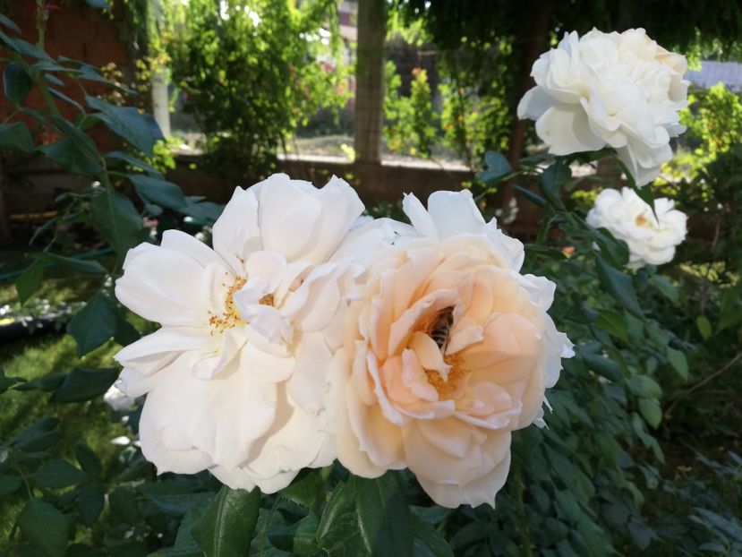  - Uetersener klosterrose- urcator