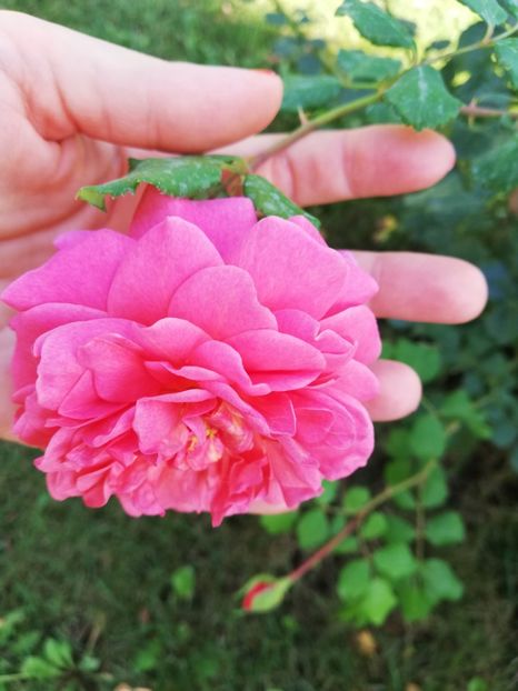  - Christopher Marlowe