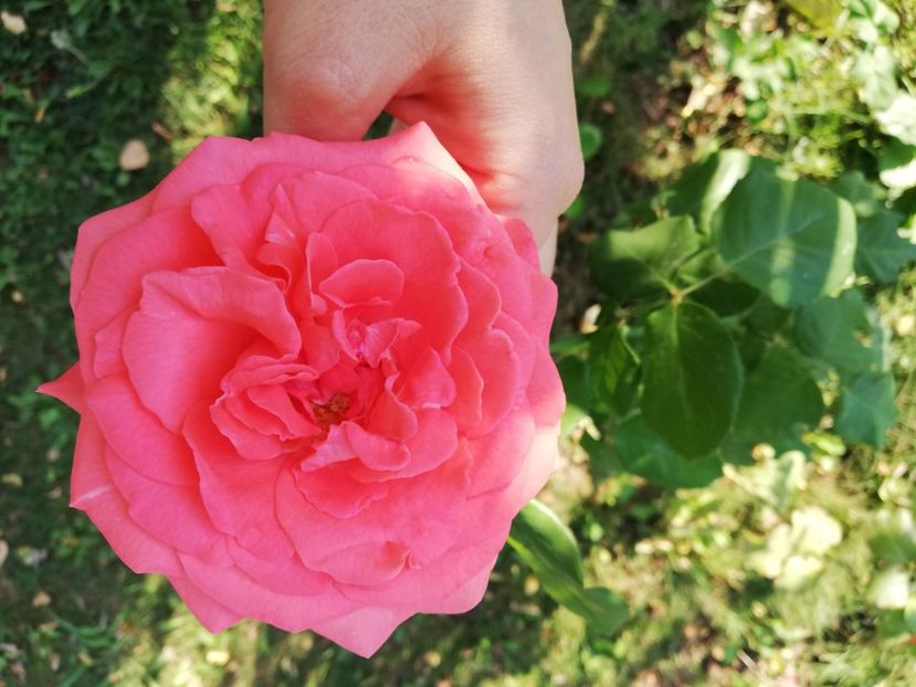  - Dee dee Bridgewater