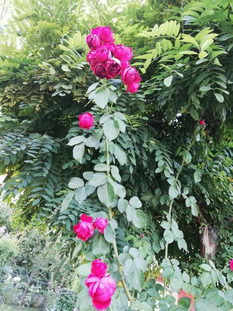  - Red Eden Erik Tabarly