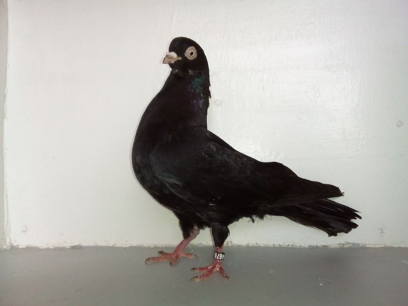  - PORUMBEI CARE MI AU APARTINUT