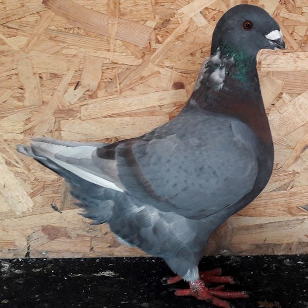  - 3---AGH DAȚI 2019 - 2025