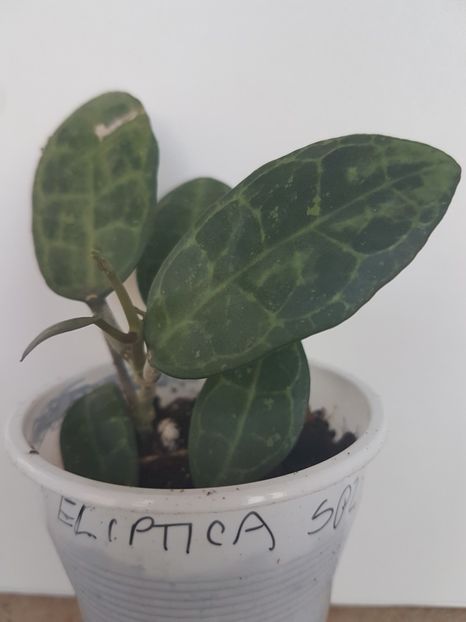  - Elliptica Splash pierdută