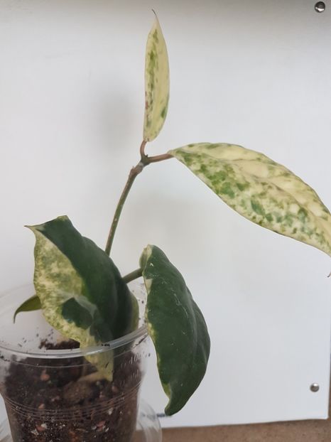  - Incrassata albomarginata