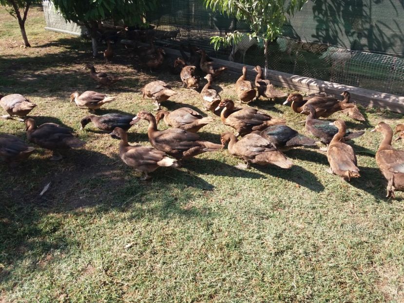  - Boboci ciocolatii 2019