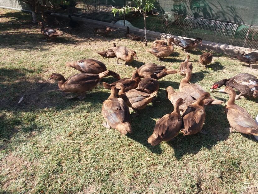  - Boboci ciocolatii 2019