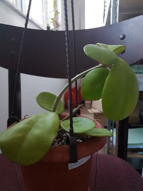  - Obovata