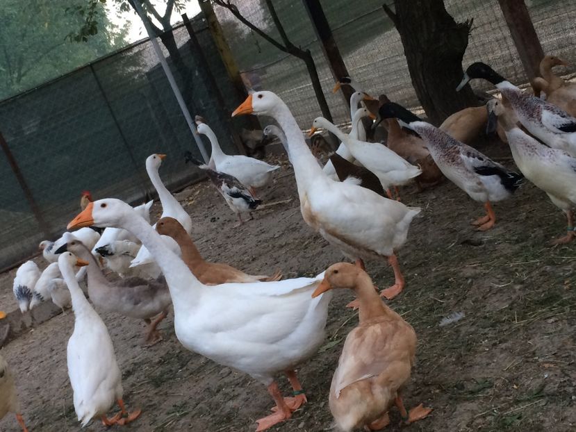 Baietii - Tineret 2019