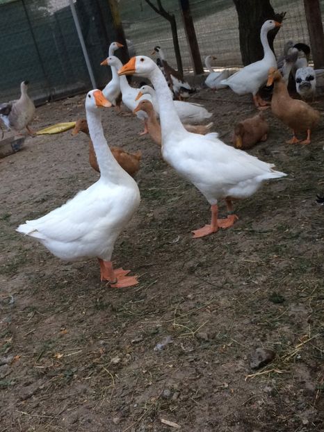 La o vorba - Tineret 2019